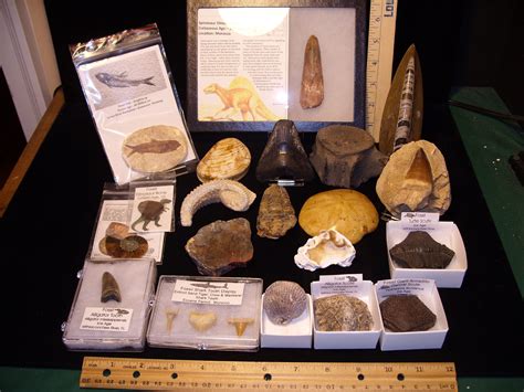 stone and bone collection fossils for sale